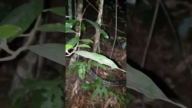 Another Coastal Carpet Python, on my way to dinner at local cafe!??️Springbrook, Australia 8/9/23 S смотреть онлайн