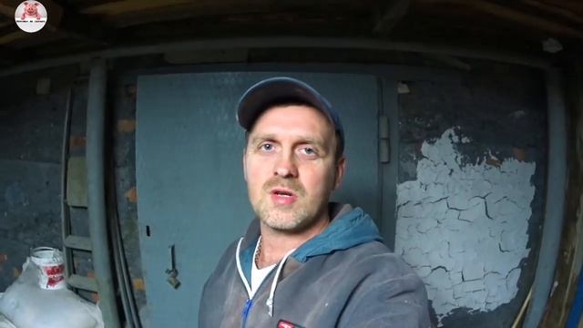 Первые шаги во взрослую жизнь чистопородного хряка породы пьетрен /макстер смотреть онлайн