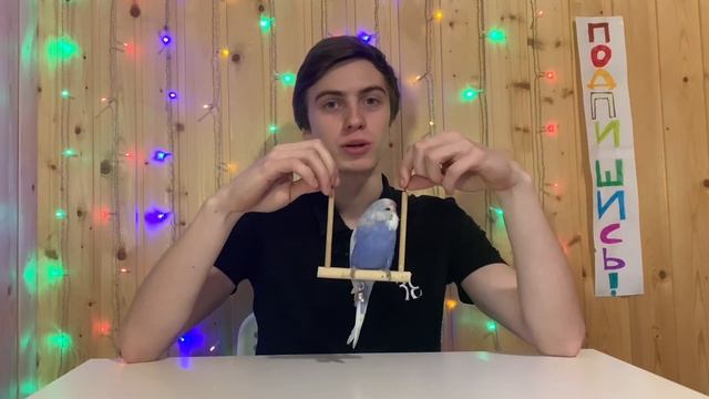 Корм для волнистых попугаев. Вода для попугаев смотреть онлайн