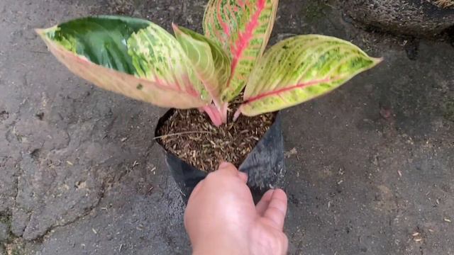 Aglaonema Moonlight смотреть онлайн