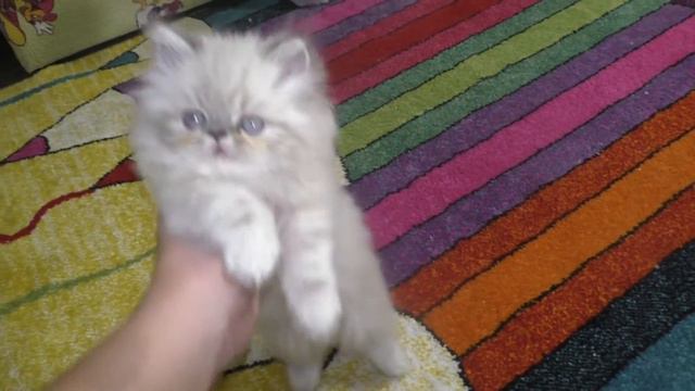 Берем питомца. Агнии и Алисе взяли котенка смотреть онлайн