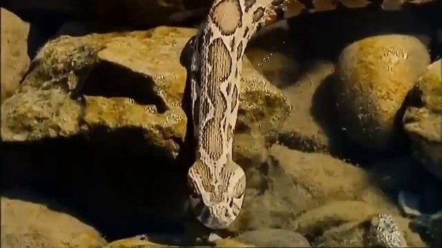 Камышовый кот — прыгун, пловец и змееед!