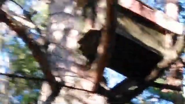 рой зашёл в ловушку