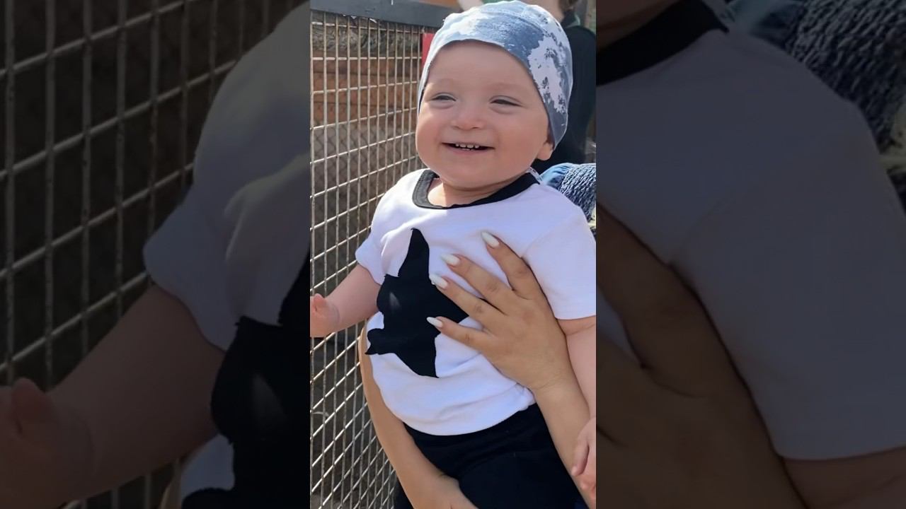 Сыну очень понравилась зебра смотреть онлайн