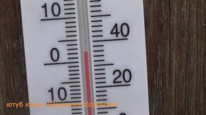 КАК вырастить ПЕРСИК В СИБИРИ//Вертикальная прикопка