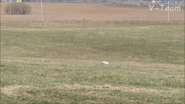 Уиппеты INTRIGA’S FABERGE (красн) - ISTORIYA LUBVI SUPREME LOVE (бел). CACIL, МО. смотреть онлайн