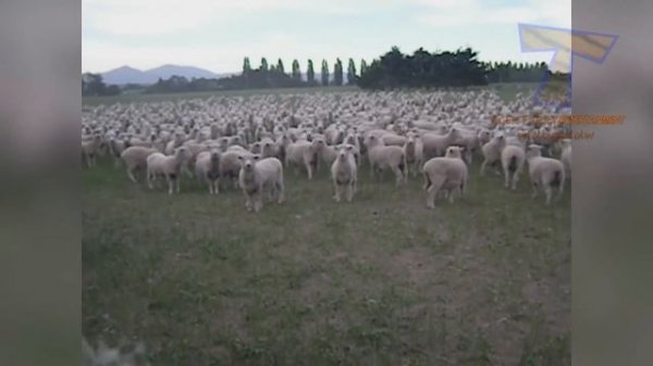 Watch these FUNNY SHEEP and have your LAUGH OF THE DAY! - Funny SHEEP compilation