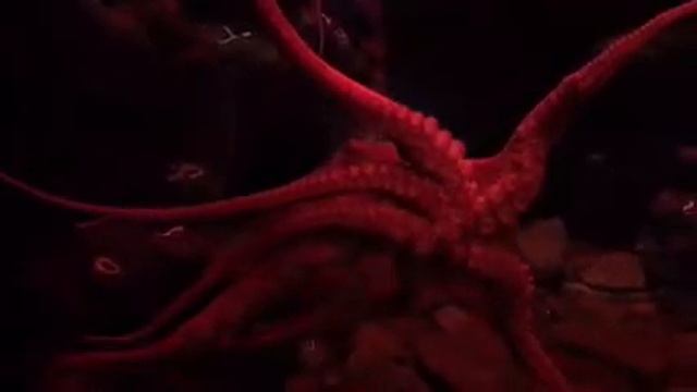 Огромный осьминог в Пусановском океанариуме смотреть онлайн