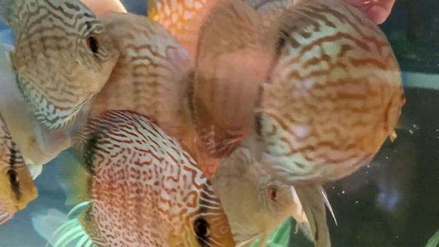 ?Лечение и кормление дискусов с руки#дискусы#discus#кормлениедискусов смотреть онлайн