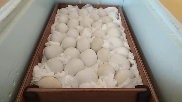 Мускусные утки// Инкубация с 1 по 10 сутки// Овоскопирование. смотреть онлайн