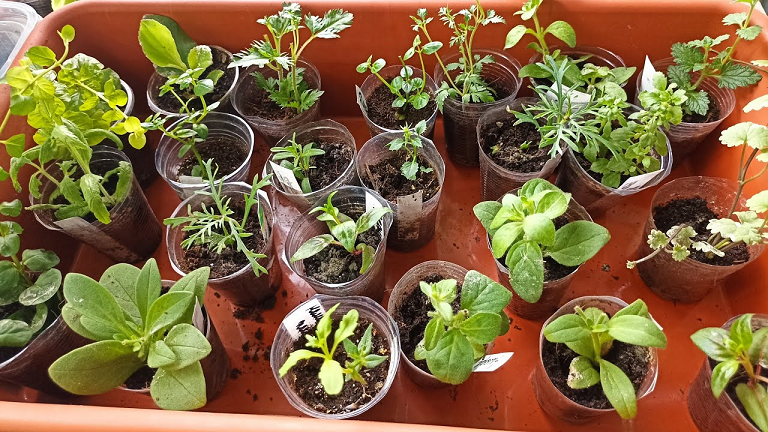 Сибирь. Сохраняем любимые растения разными способами до следующего сезона. смотреть онлайн