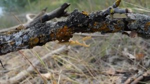 Байдарочный проект "Хопер - от истока до устья" 2013 г