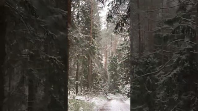 Сказочный лес смотреть онлайн