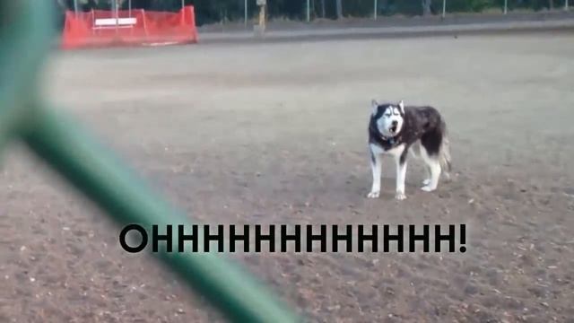 Howling Husky doesn't want to leave dog park смотреть онлайн