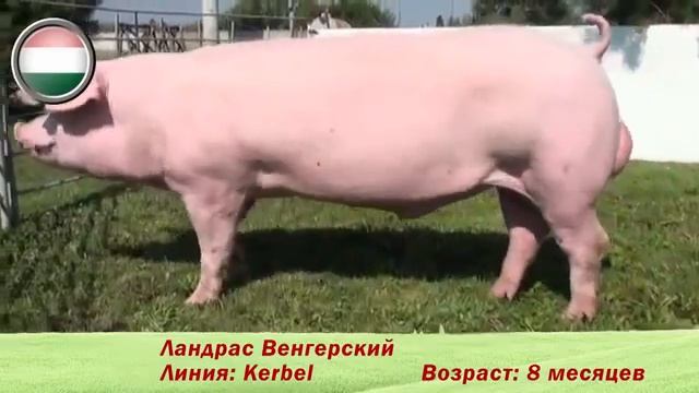 племенные свиньи породы 'Ландрас