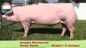племенные свиньи породы 'Ландрас
