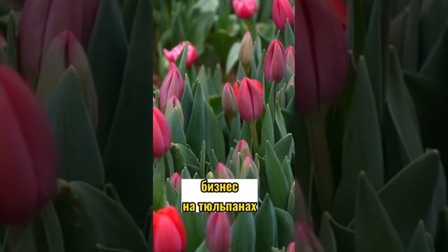 ТЮЛЬПАНЫ. ОКОНЧАНИЕ СЕЗОНА.. смотреть онлайн