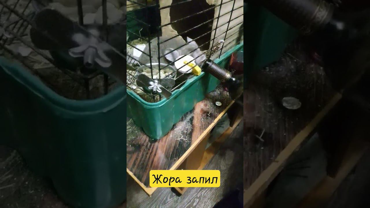 ▷Шиншилла пьет вино◁ смотреть онлайн