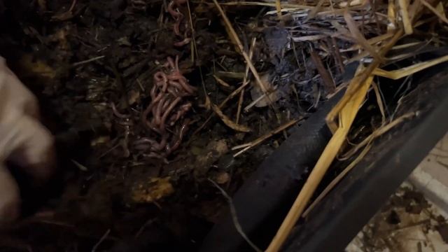 Переживут ли червячки морозы? смотреть онлайн