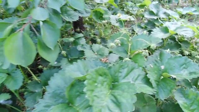 Земклуника сорт Купчиха смотреть онлайн