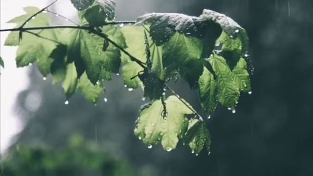 Звуки дождя и грома для сна - Музыка для сна и снятия стресса #музыкадлясна #SleepVacation смотреть онлайн