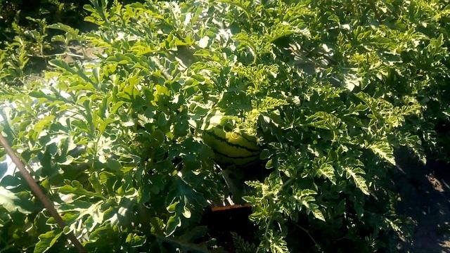 №10. Обзор арбузов растущих на плёнке на 26 июня. смотреть онлайн