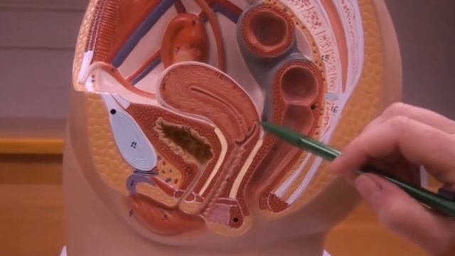 Female Reproductive system model 1 смотреть онлайн