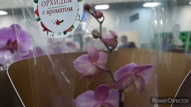 Орхидеи! Свежий завоз в Леруа 5 марта 2021г. смотреть онлайн