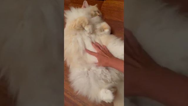 Смешной кот Рэгдолл, Funny Cat Ragdoll смотреть онлайн