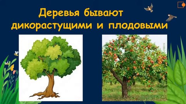 Части растений. Окружающий нас мир смотреть онлайн