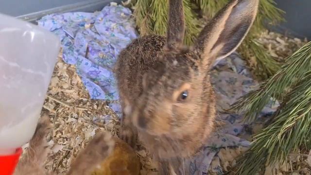 Зайчата Стич, Филин, Ушанка и Болотка - кушаем молочко сами! смотреть онлайн