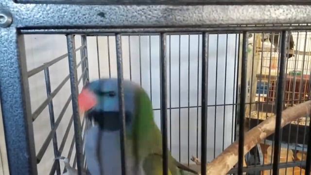 Воронежский зоопарк(2) смотреть онлайн