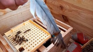 Вывод маток с помощью сота Никот. Закрываю вечером матку в соте чтоб засеяла все ячейки до утра.