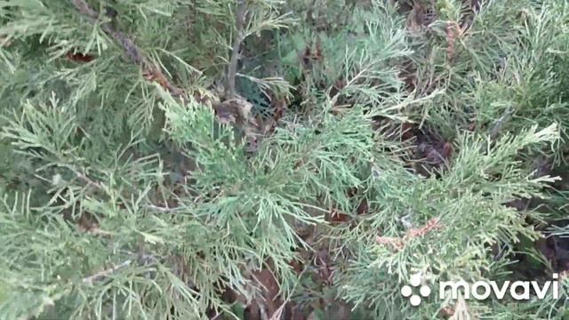 Разочаровалась в можжевельнике. смотреть онлайн