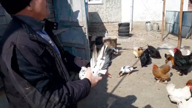 Проездом у Андрея Садового. 2024г( начало племенного сезона). 2 - часть. смотреть онлайн