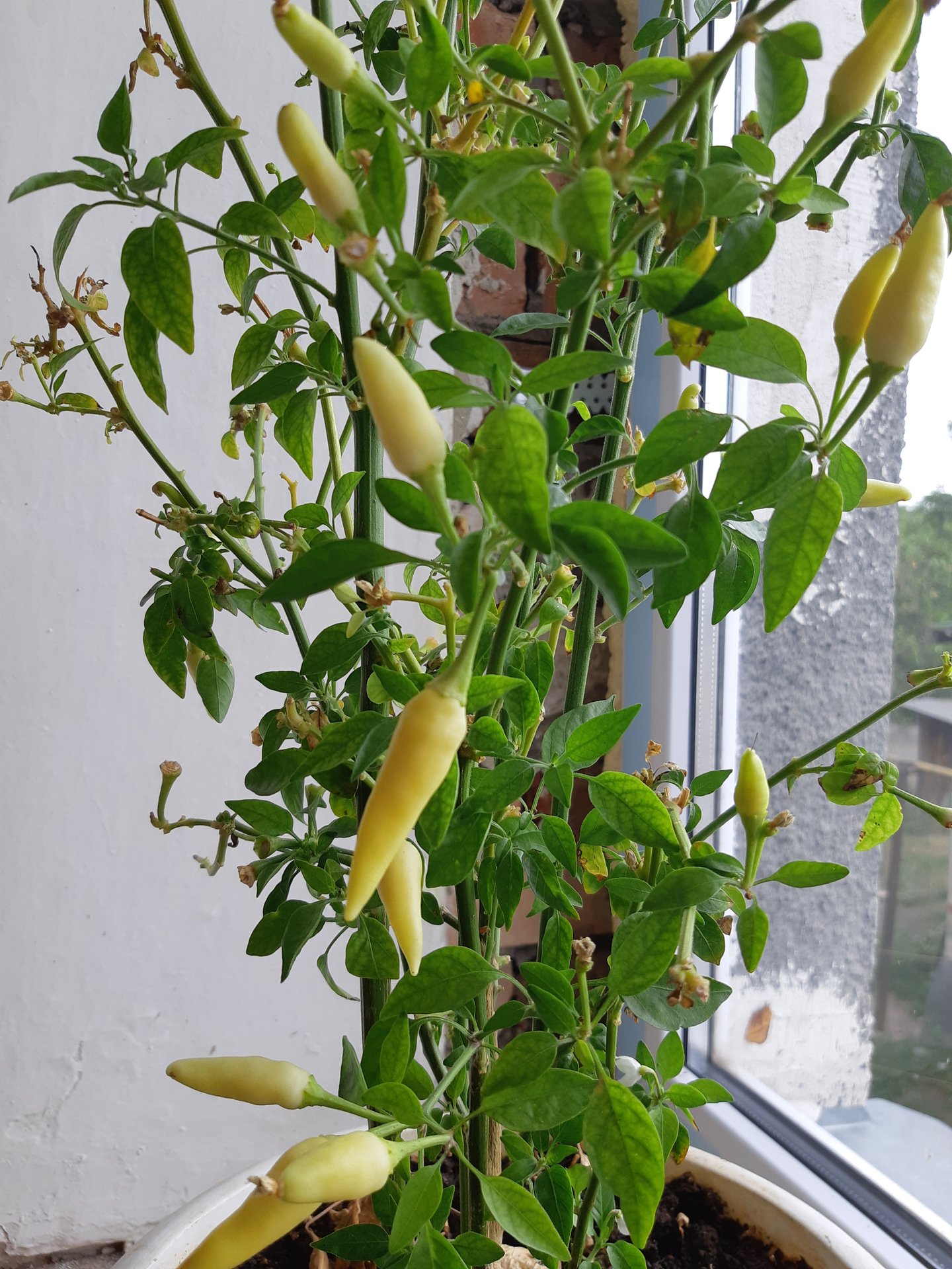 Сильная рукъя для уничтожения Джиннов живущих в голове и вызывающих головную боль ИНШААЛЛАХ!