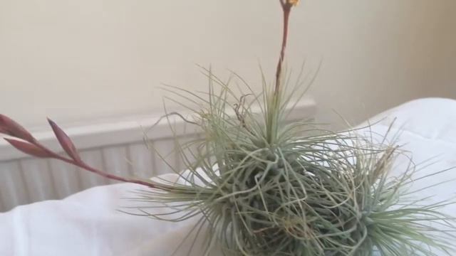 Tillandsia Fuchsii