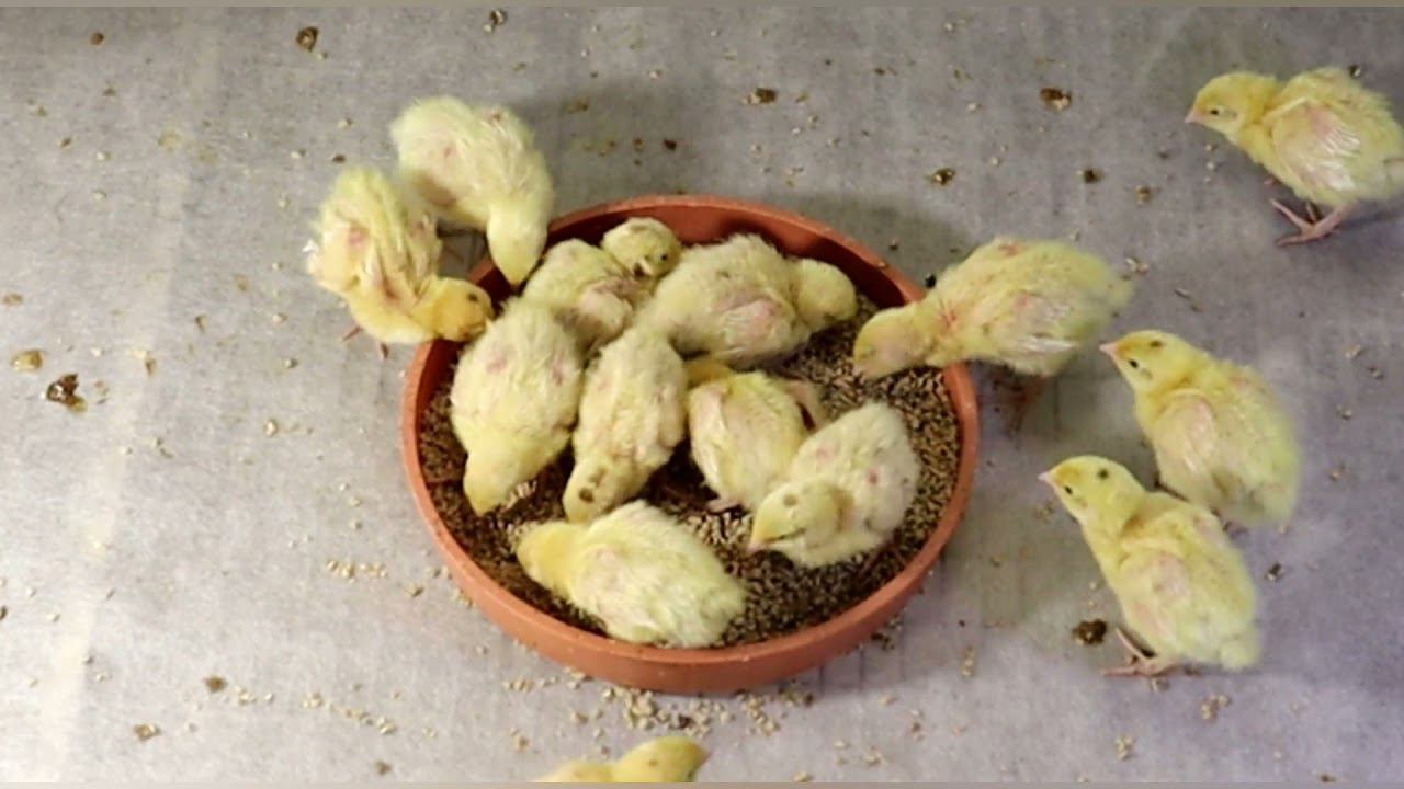 Уход за перепелами в первые дни жизни Белый гигант Дмитриевские перепела смотреть онлайн