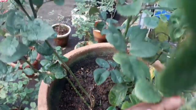 എന്റെ റോസ് ചെടികൾ💖/My Rose Plants💖