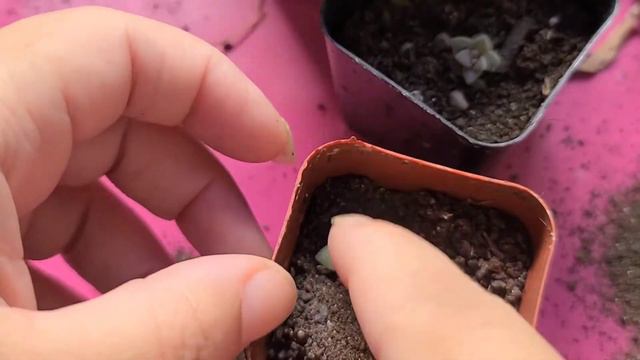 Propagating Succulent Leaves- SUCCESS смотреть онлайн
