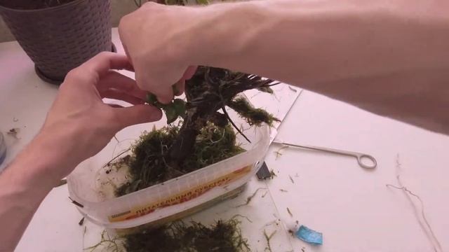 Как оформить корягу в аквариум/Наклеить живые растения смотреть онлайн