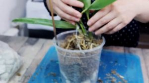 Сажаем каттлею в МОХ. Как посадить, чтобы легкий горшок не переворачивался. Камни в горшок не кладу