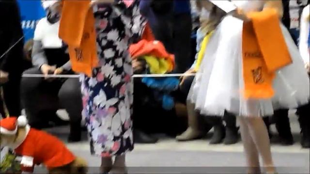 ШОУ ПАРАД СОБАК ВОРОНЕЖ 30 03 2014 Х ВЫСТАВКА VVS смотреть онлайн