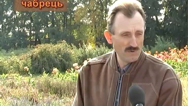 Выращивание мяты и лекарственных растений. смотреть онлайн