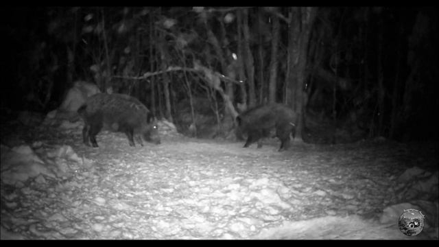 Дикие кабаны на кормушке .Кабаны в дикой природе. Кормлю кабанов на лесной поляне. смотреть онлайн