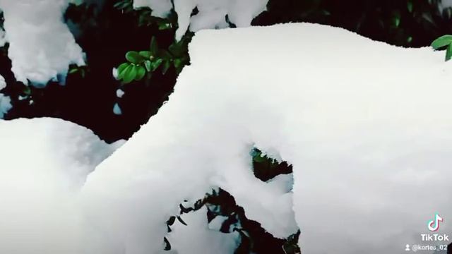 Самшит зимой смотреть онлайн