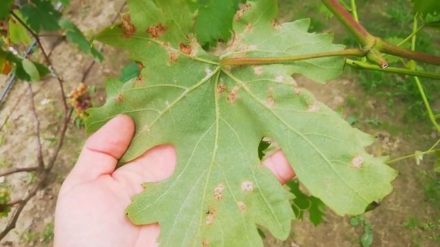 ЙОД+СОДА ПРОТИВ ОИДИУМА И МИЛДЬЮ РАБОТАЮТ ЛИ? смотреть онлайн