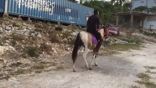Lil Nas X horse, Old Town Road. My horse Perl смотреть онлайн