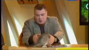 Диалоги о животных Сингапурская кошка