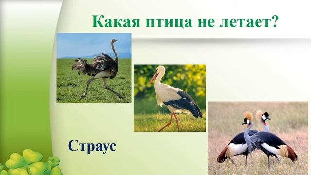 Экологическая викторина смотреть онлайн